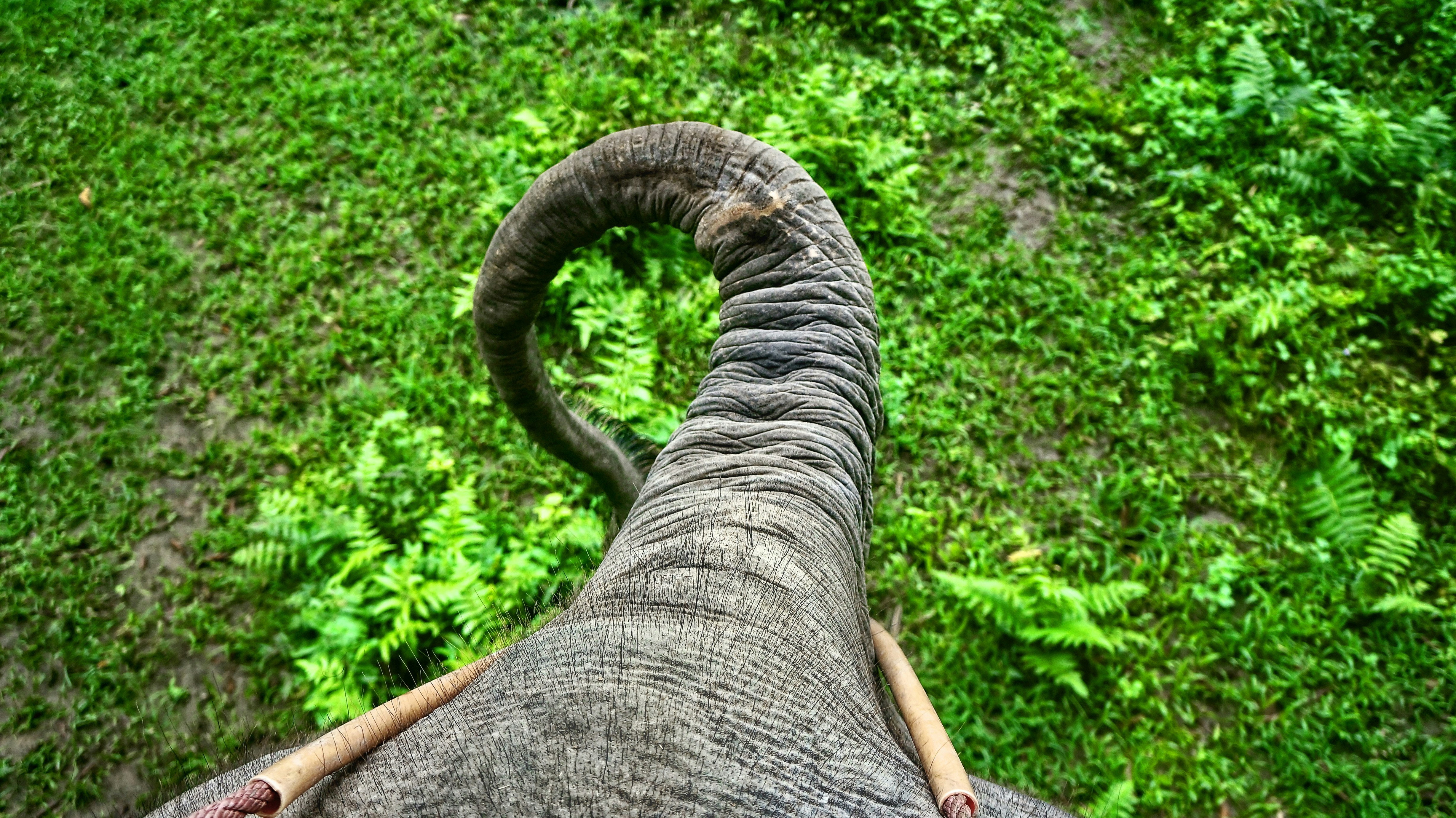 closeup photo of elephant's trunk